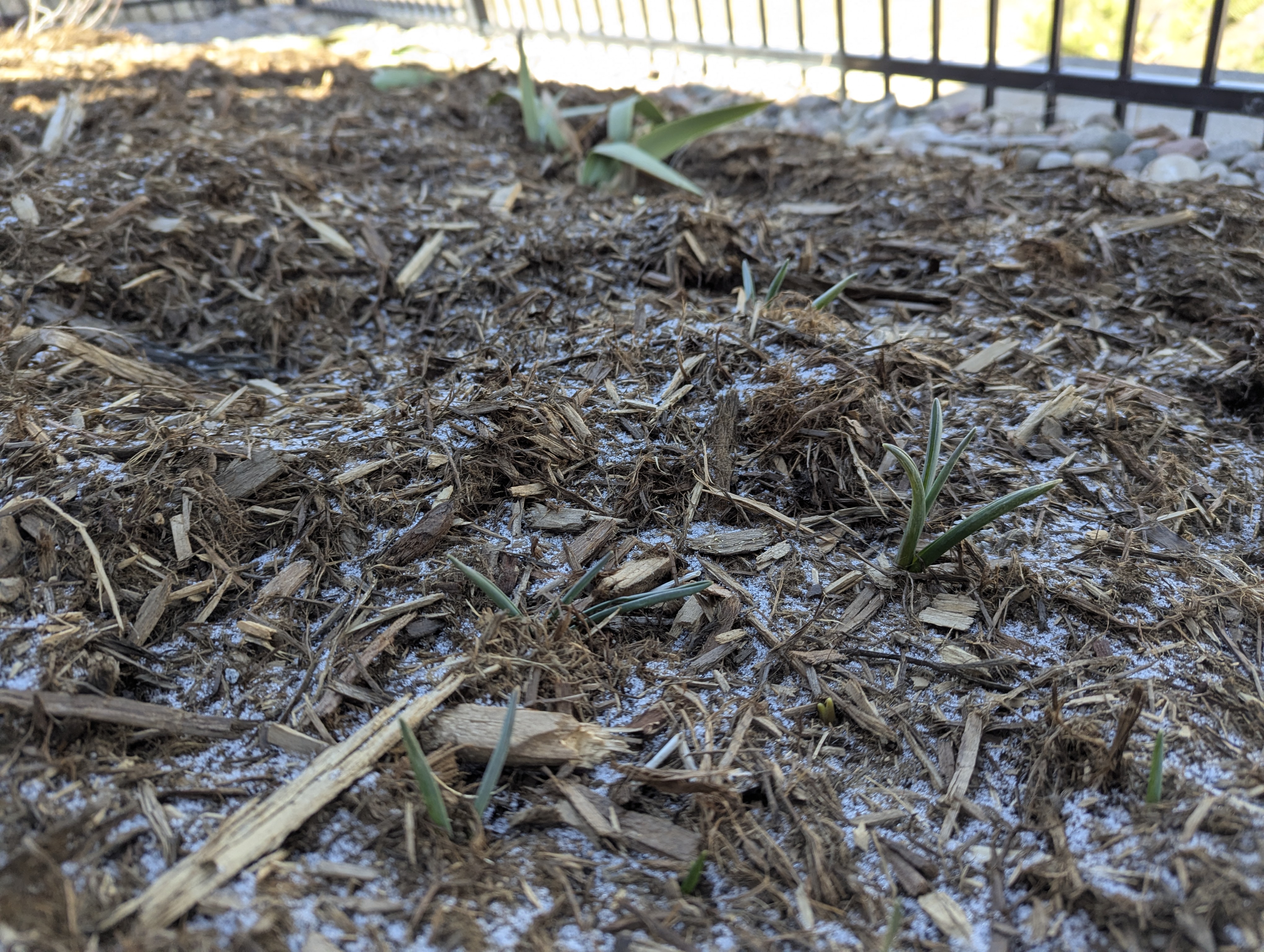 Gardening in Morrison, Colorado